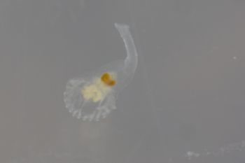 Media type: image;   Invertebrate Zoology 74256